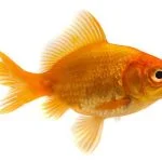 Goldfish