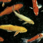 Koi Carp