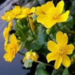 Marsh Marigold