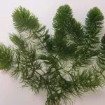 Oxygenating pond plants