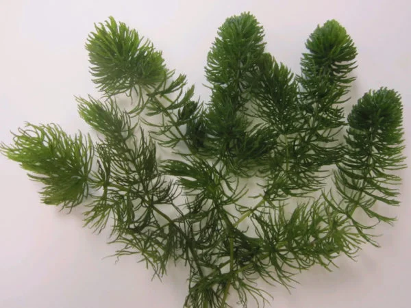 Oxygenating pond plants