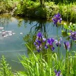 Wildlife Pond