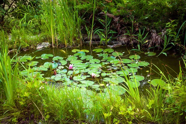 Wildlife Pond