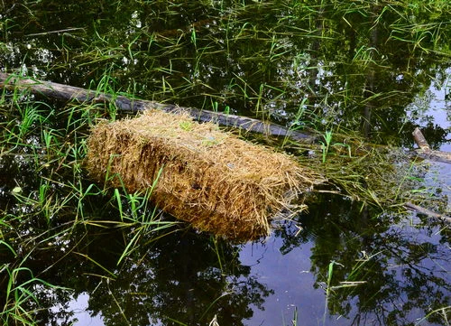 Barley Straw In Pond