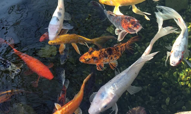 Koi and Goldfish