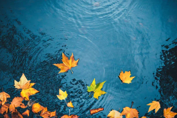 Autumn Pond Image